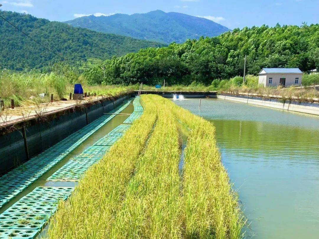 据悉,此次水上种植水稻试种共6亩,水稻亩产500斤,饲养稻虾400斤,稻鱼