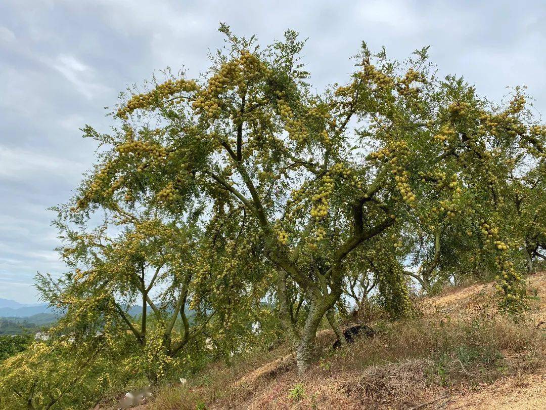 【助农】采访云落村:油柑变"致富果" 助力乡村振兴