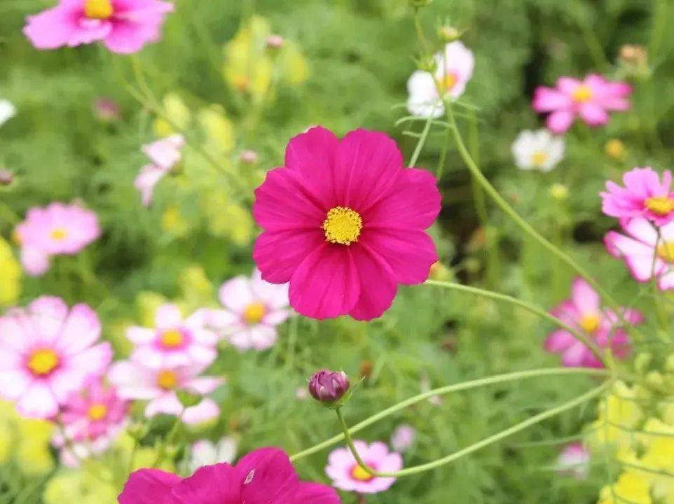 【旅游】永安地量公园波斯菊稻草人乐园，不限量门票免费送！10月22日浩大开启！国潮汉服，风情油纸伞，等你来打卡~