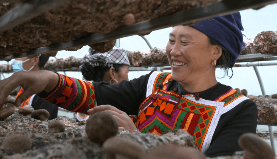 美姑县新桥镇:香菇种植助推乡村振兴_产业_扶贫_特色