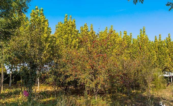 山东聊城有一座采摘园，秋季色彩斑斓，是周末休闲游的好去处