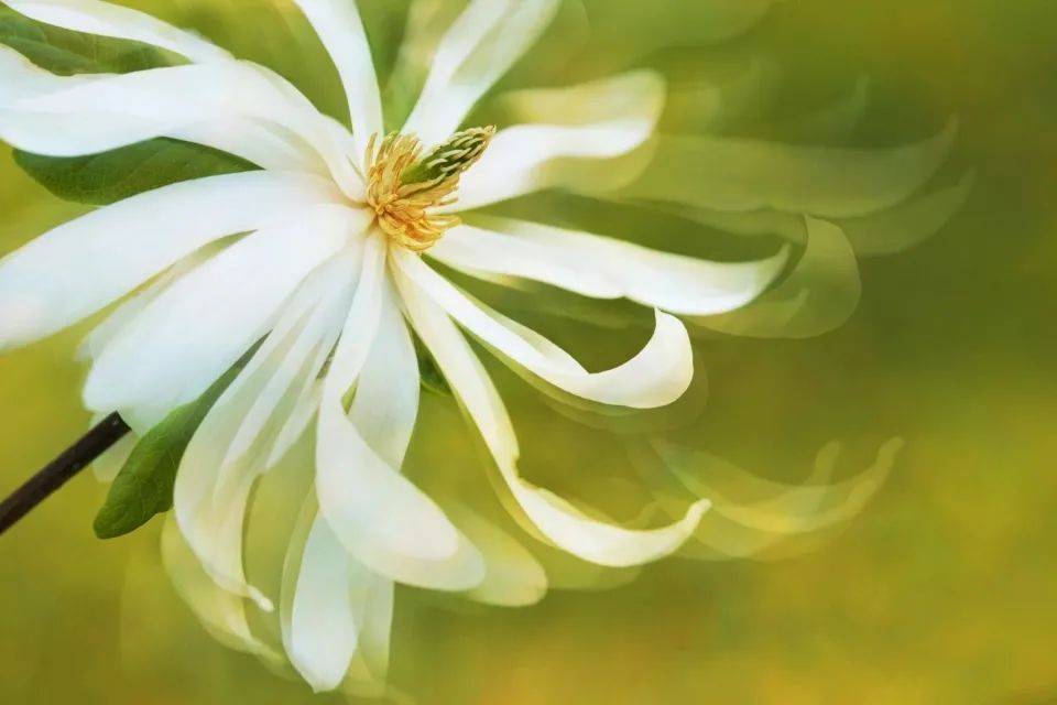 智能音箱逐渐“失宠”了?只是消费进入常态化-家电圈官网