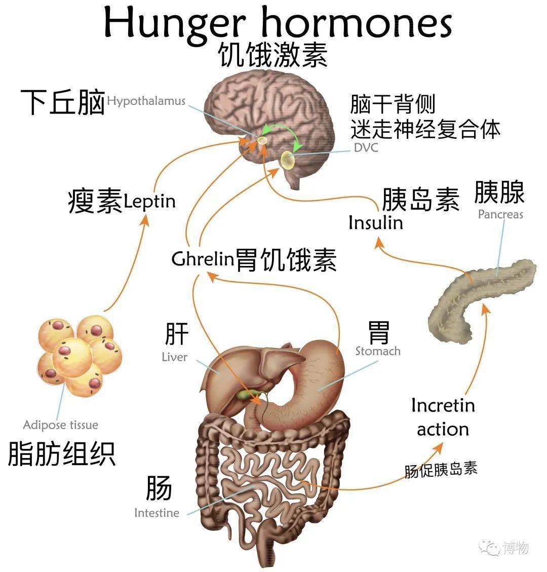 "而脂肪组织分泌的瘦素则和胃饥饿素相反.