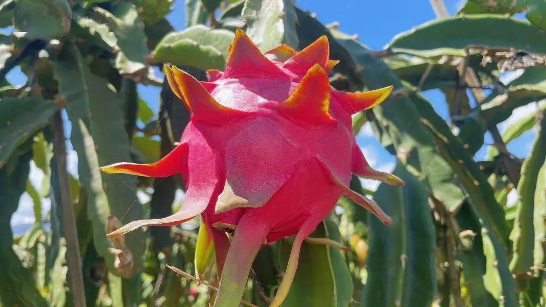 西充县的抖音_西充县视频_航拍西充县