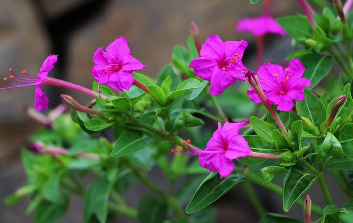 这些"花园里的野花",看起来毫不起眼,但却美如仙境_开花_白色_空气