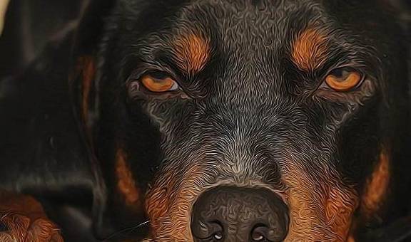 这才是最会看家的狗狗 看家护院犬就选这5种 斗牛 荷兰 攻击性