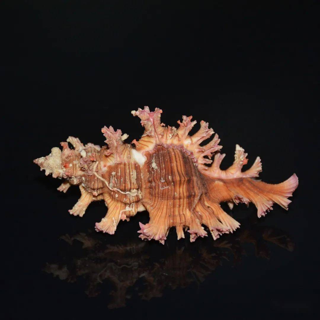 深圳市海之洋贝壳博物馆内的秀美棘螺为壳体标本