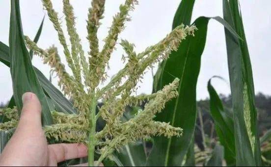 玉米生长的背后是一个复杂多变"单元格"!_植株_授粉_幼苗