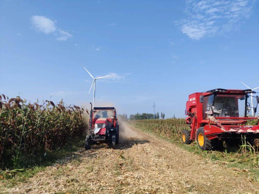 故城县武官寨镇武庄村:高粱地里种出"红宝石"_张敬奎_收益_来源