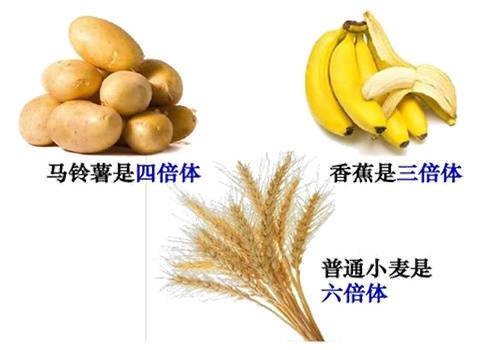 多倍体牡蛎不是转基因品种,不含有任何外源基因,在自然界广泛存在.