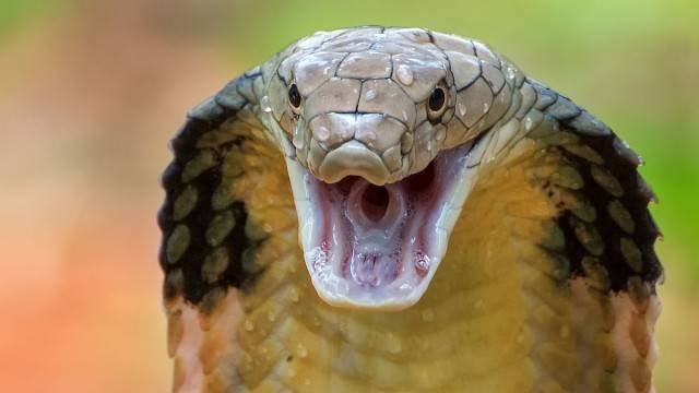 瑞典一条剧毒眼镜王蛇逃出饲养区 动物园被迫关闭