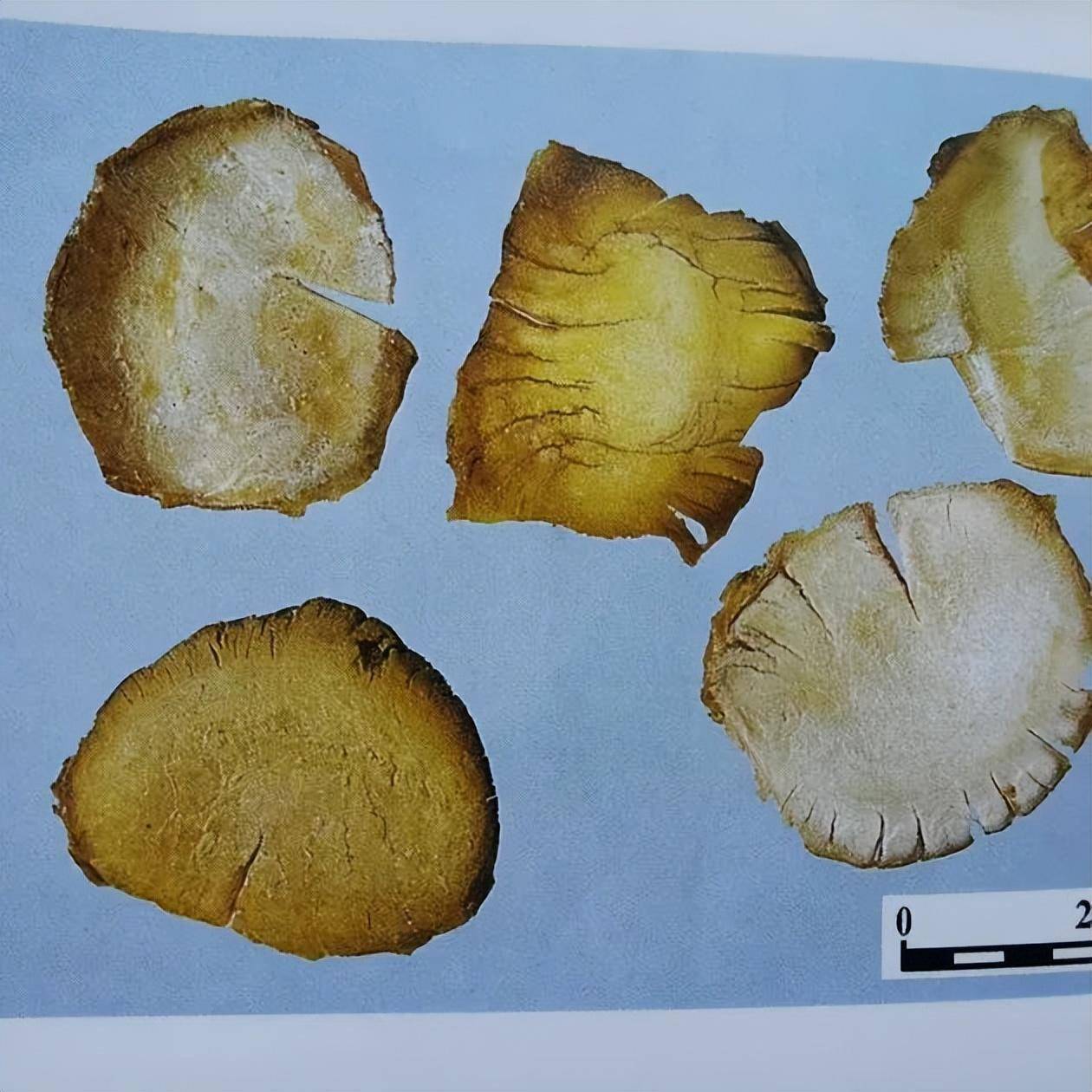 鹅内金鸭内金使用注意事项鸡内金的成人常用量为每日3～10克,小儿酌减