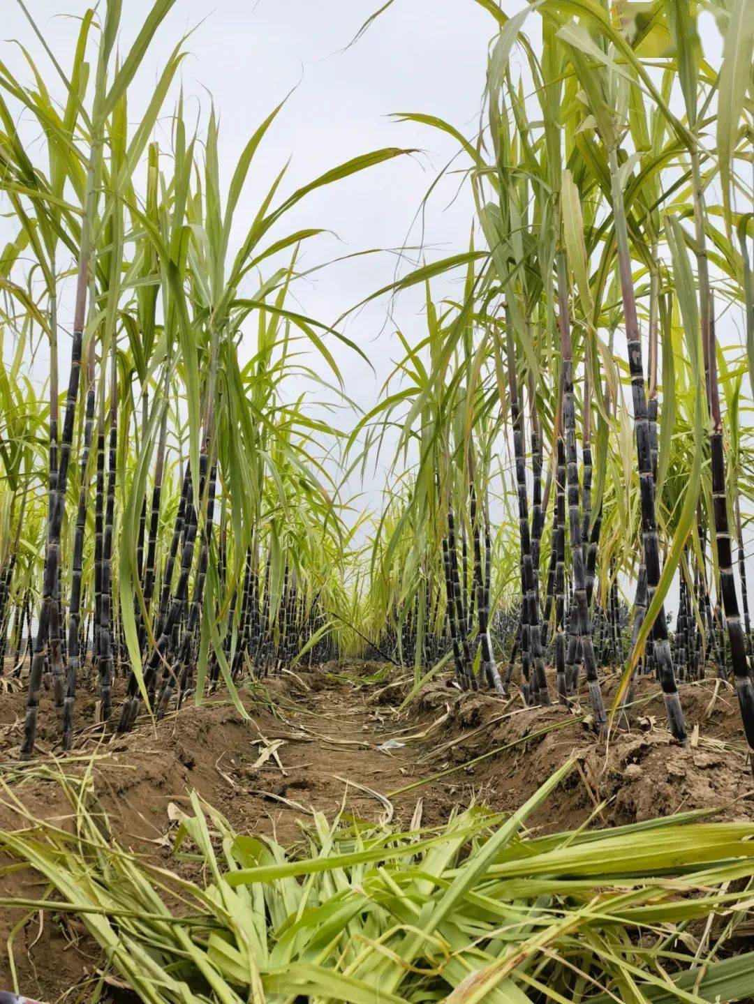 走进种植户田占伏的甘蔗园,一根根黑红色的甘蔗根茎挺拔,色泽黑亮,让