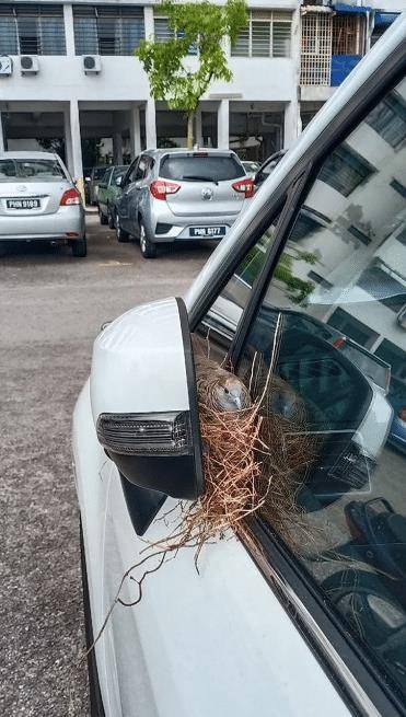 有位网友表示自己很长时间没有开车了,好不容易打算开车,发现竟然有鸟