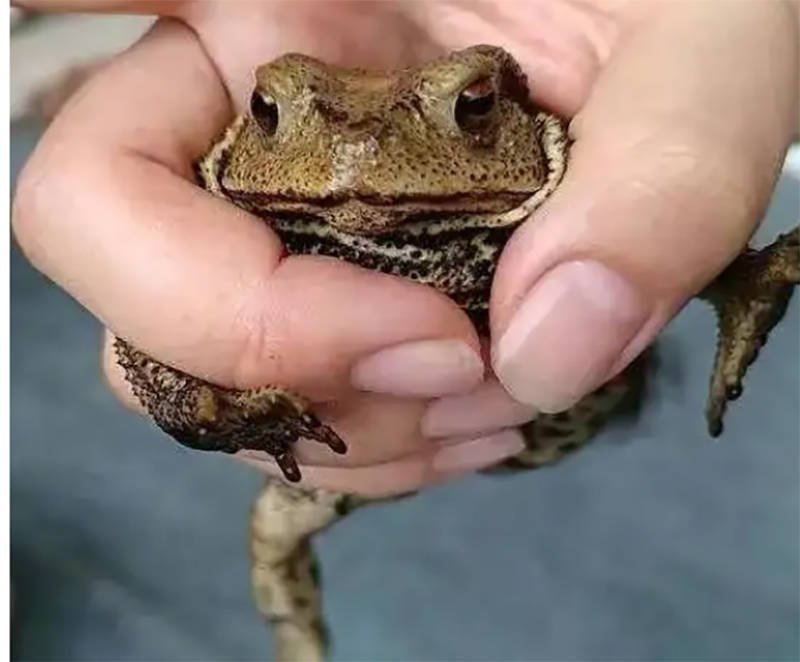 夫妻抓上千只蛤蟆被判刑,保护动物来了解一下_蟾蜍_青岛_名录