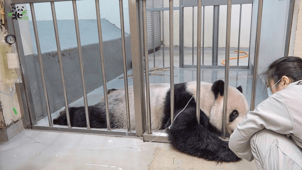 台北市动物园：未确定大熊猫“团团”病因，无法预估寿命还剩多久