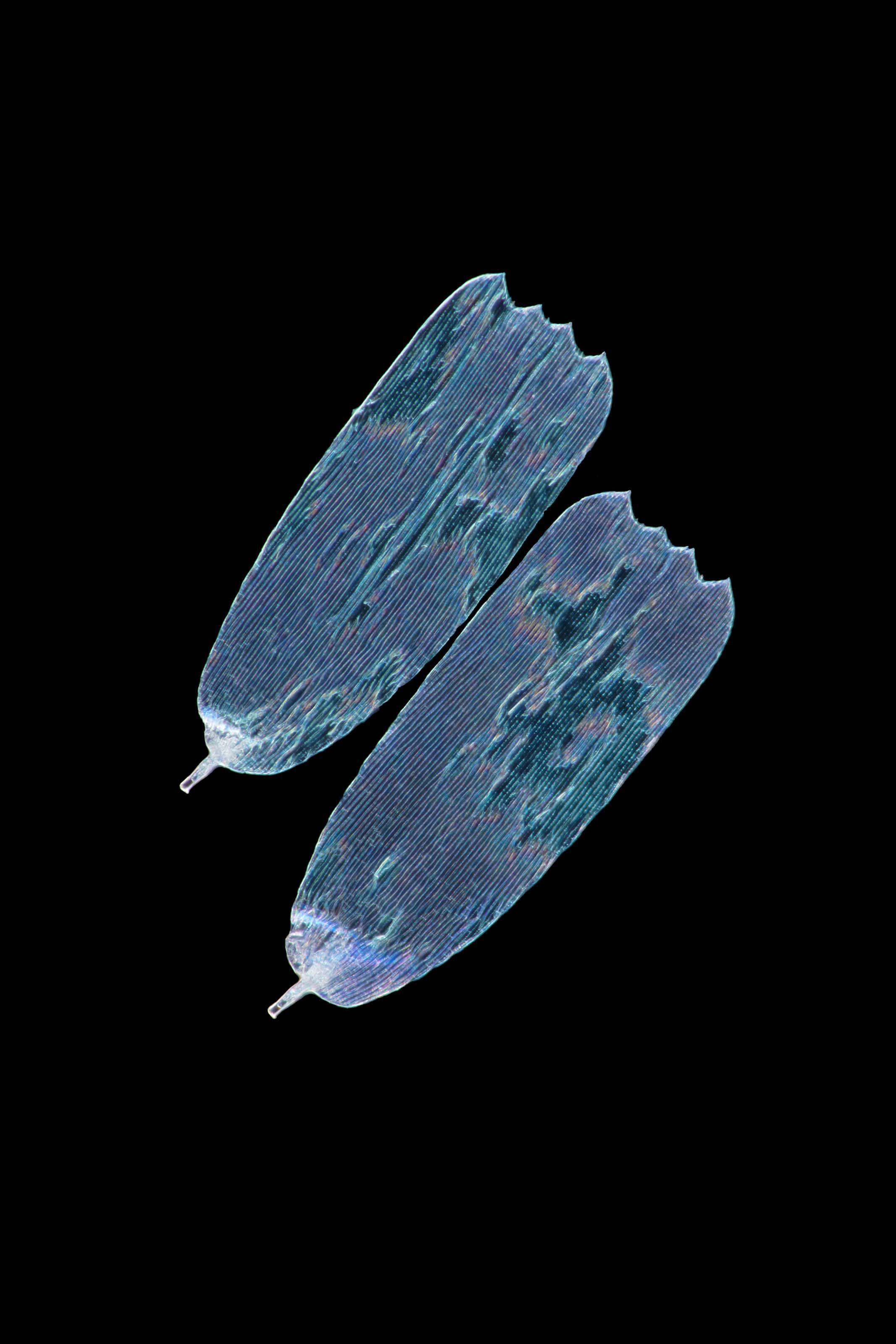 显微摄影-大蓝闪蝶_morpho_结构_鳞片