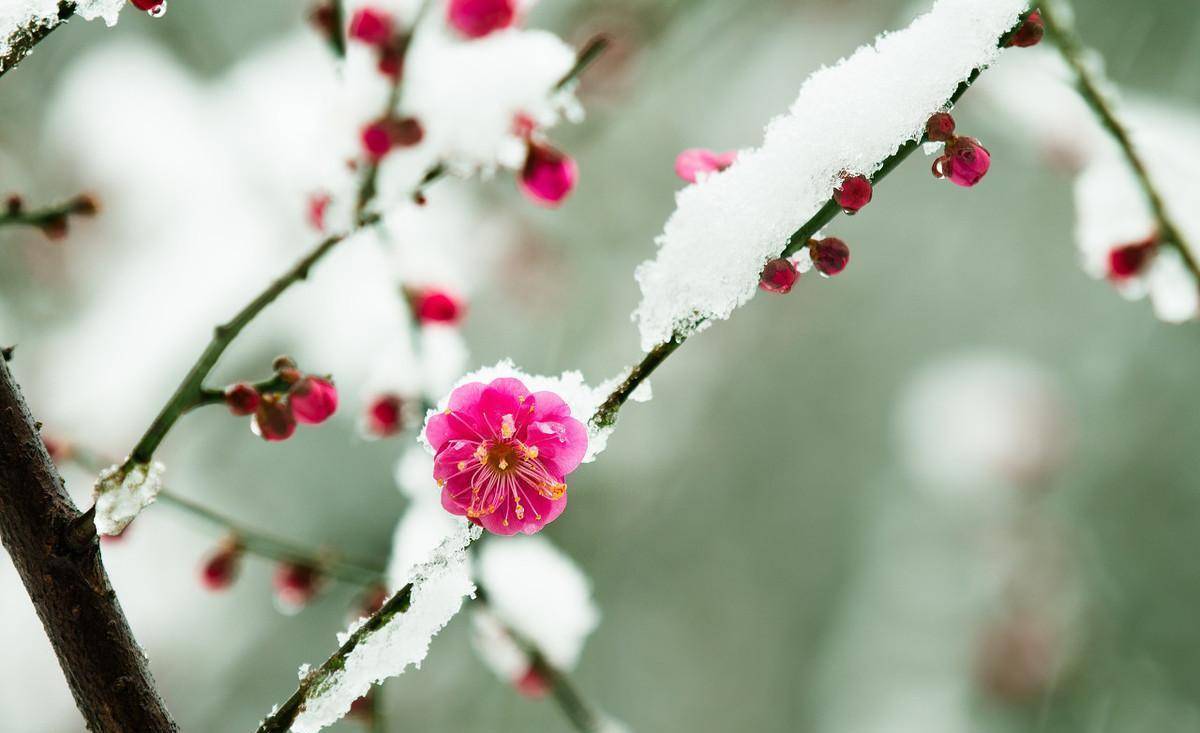 一剪梅雪中图片图片