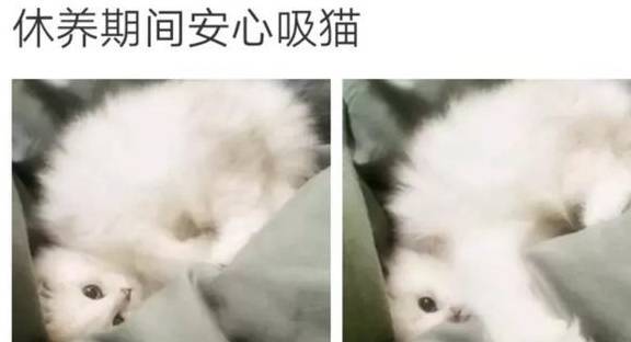 在家隔离的第20天，我的猫“秃”了……