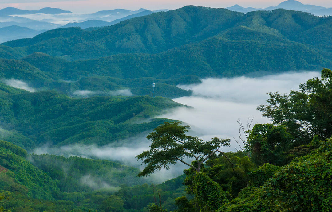 海南好沉香产自这五大山峰!_黎母山_鹦哥岭_霸王岭