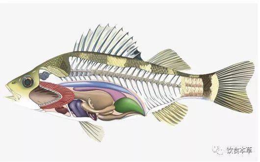 鱼刺解剖图图片