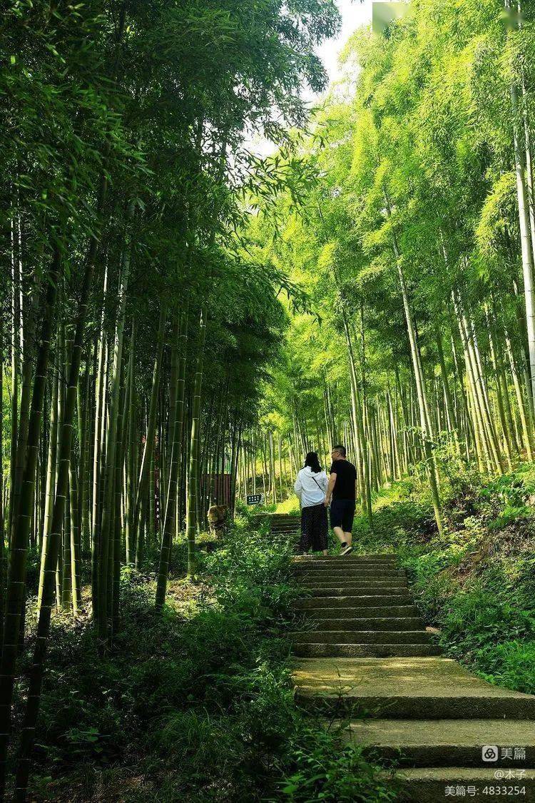 电影《藏龙卧虎》拍摄地,安吉中国大竹海_竹林_竹子_毛竹