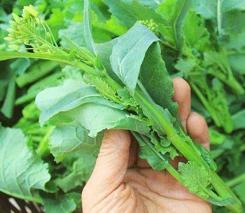 春季,这道菜给肉也不换,保肝护眼又通便,多做给小孩子吃_油菜_小朋友