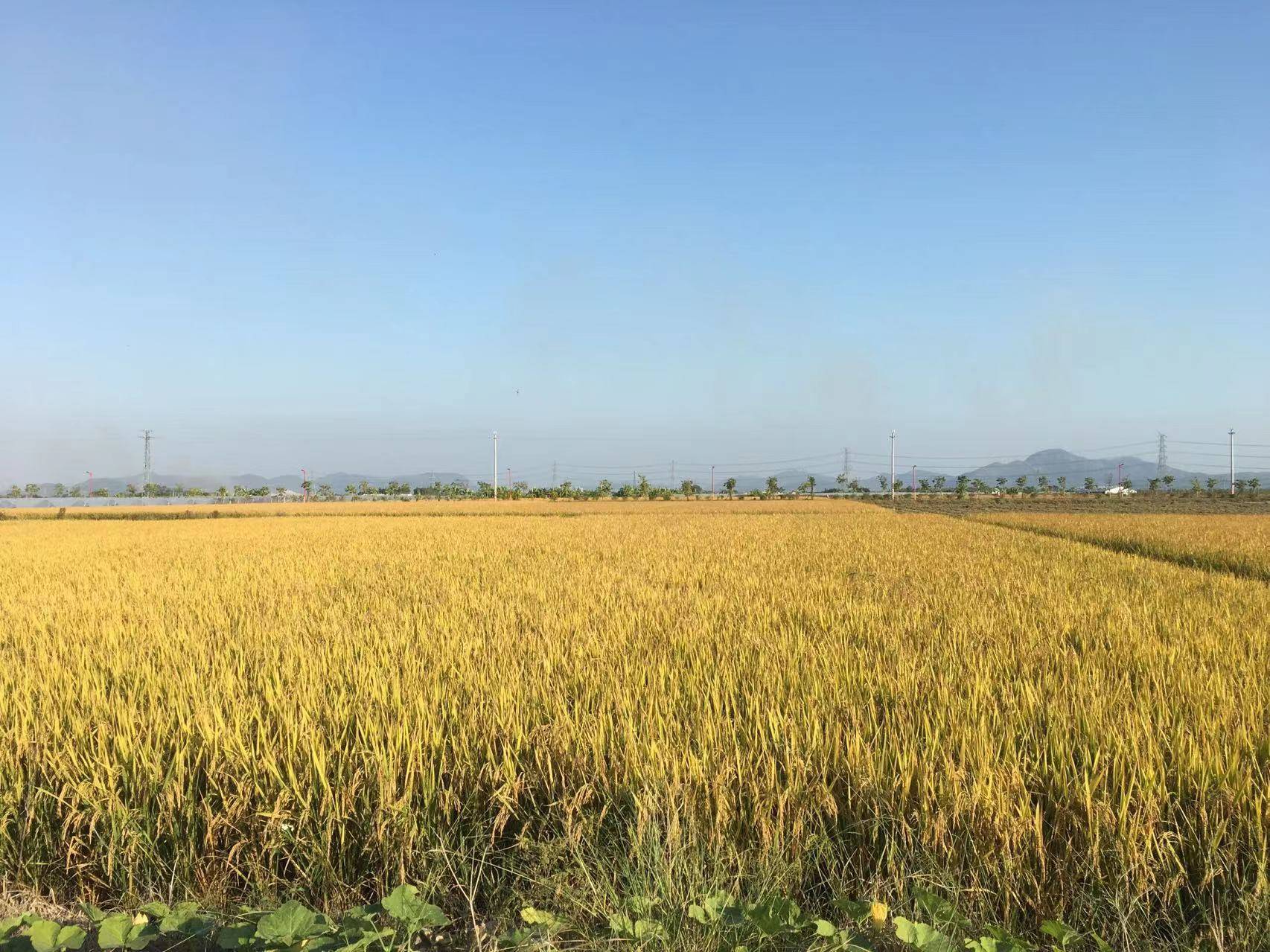 今年汕尾风调雨顺,10月23日开始,海丰县梅陇镇水踏村开镰收割水稻,金