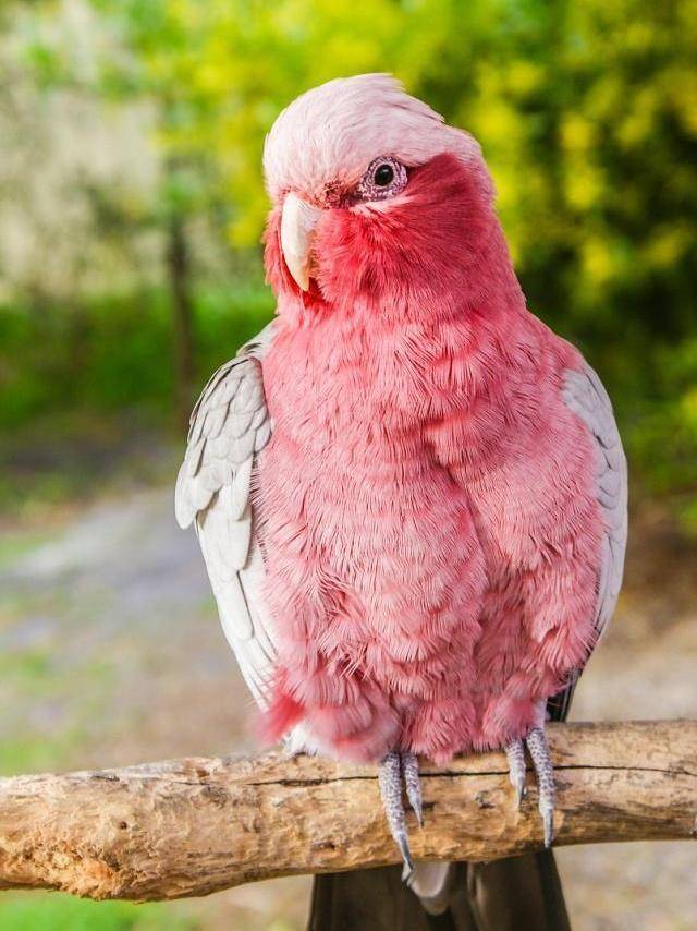 鹦鹉小知识:粉红巴丹鹦鹉可以掌握人语,学习技能宠物高可玩性好,人工