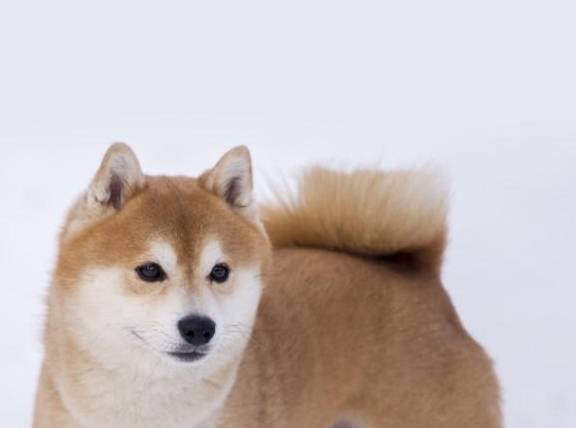 柴犬和哈士奇 你会选哪个 狗狗 体型 蓝色 柴犬和哈士奇 你会选哪个 狗狗 体型 蓝色