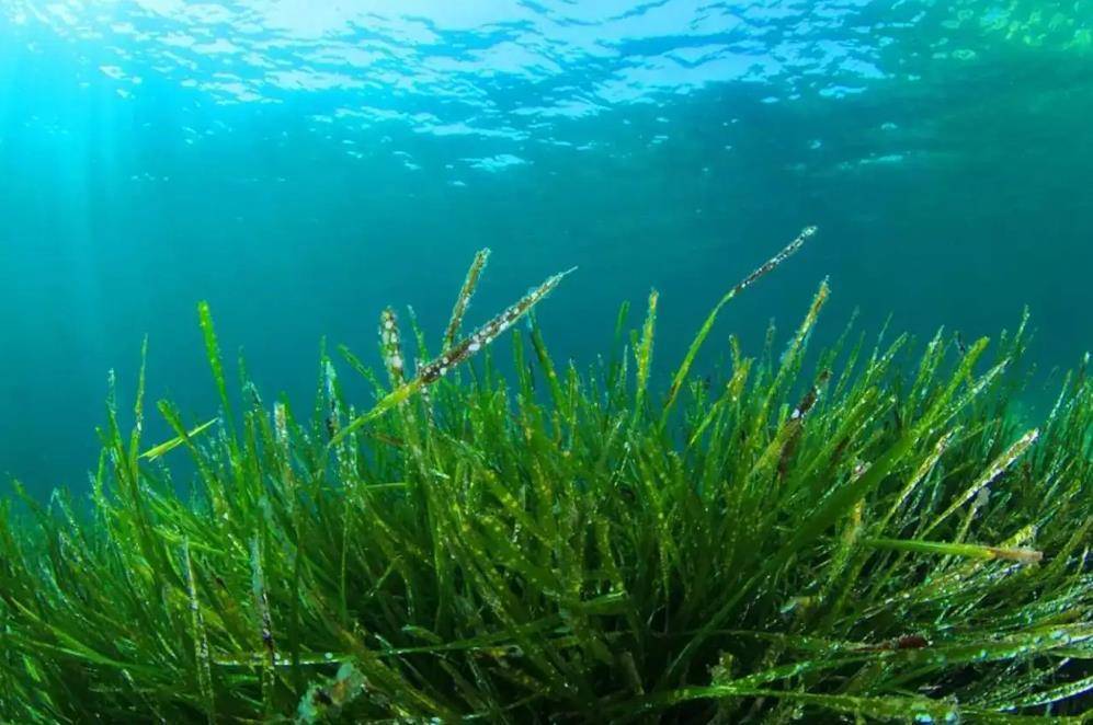 螺旋藻,生长在滇西北"蓝色聚宝盆"的古老植物_程海_湖水_蓝藻
