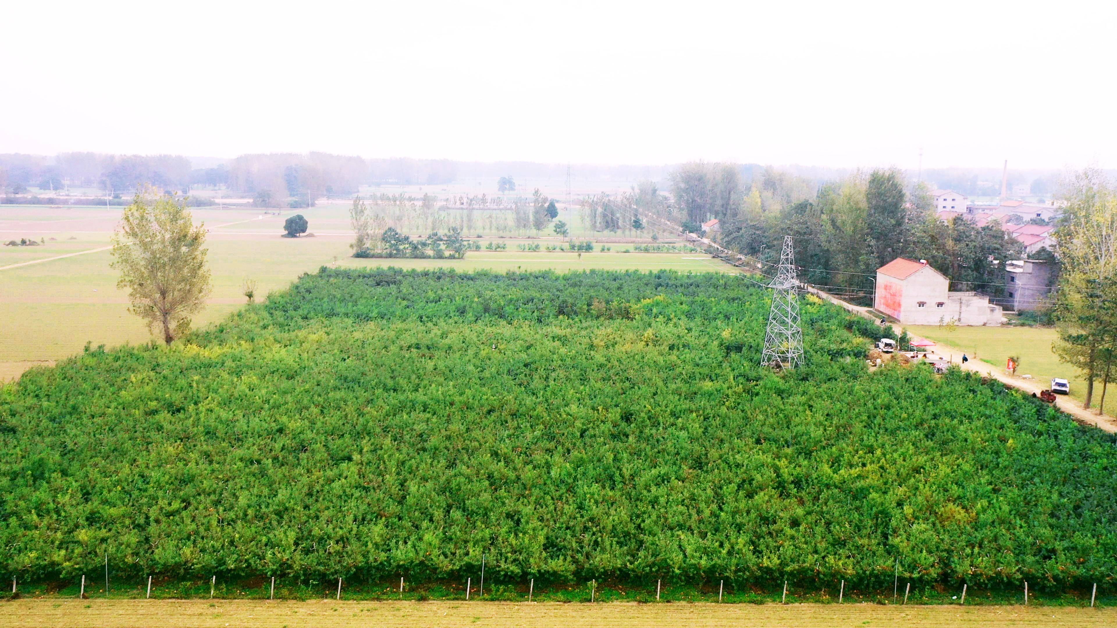 鹿邑县贾滩镇:冬桃结出"幸福"果_种植_张坤_桃园