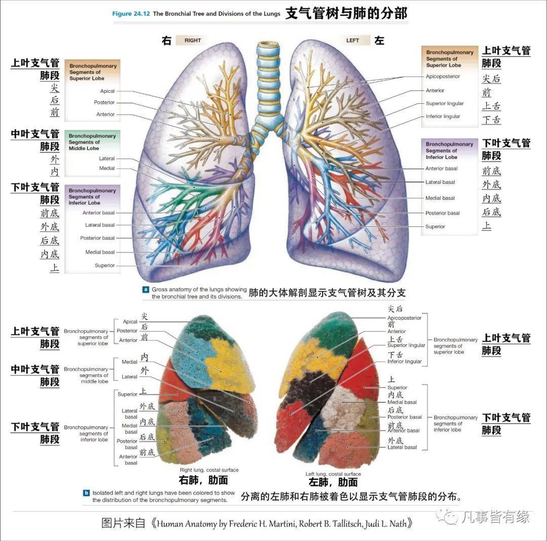 【保藏】胸部的断层剖解