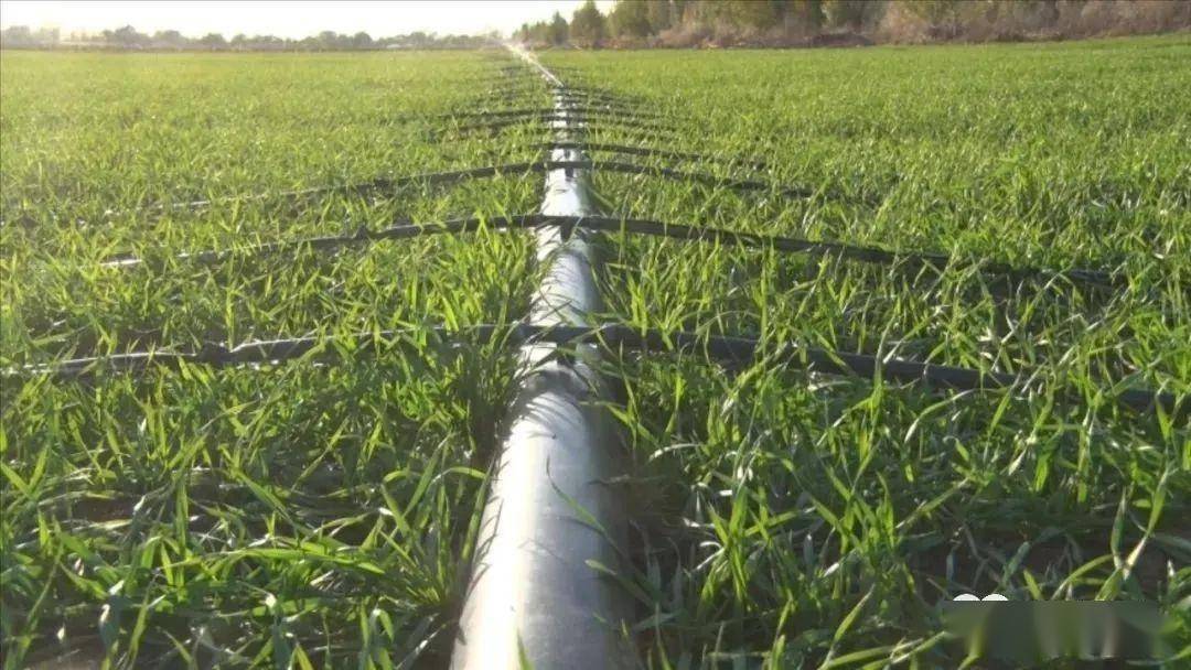 新疆小麦滴灌中存在的问题和应对措施分析