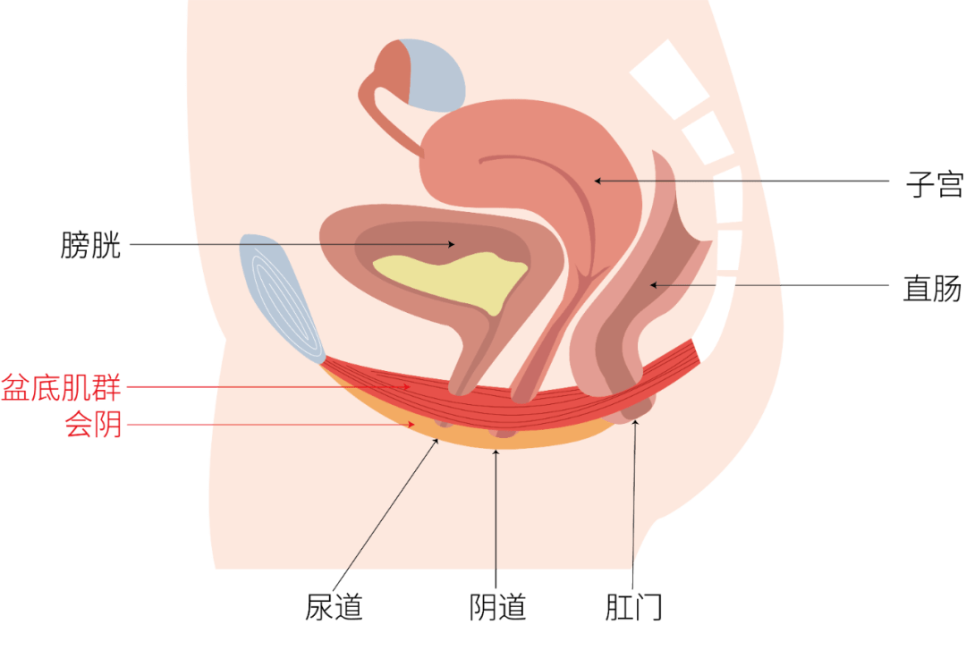 盆底肌平时控制着yindao,尿道,肛门的