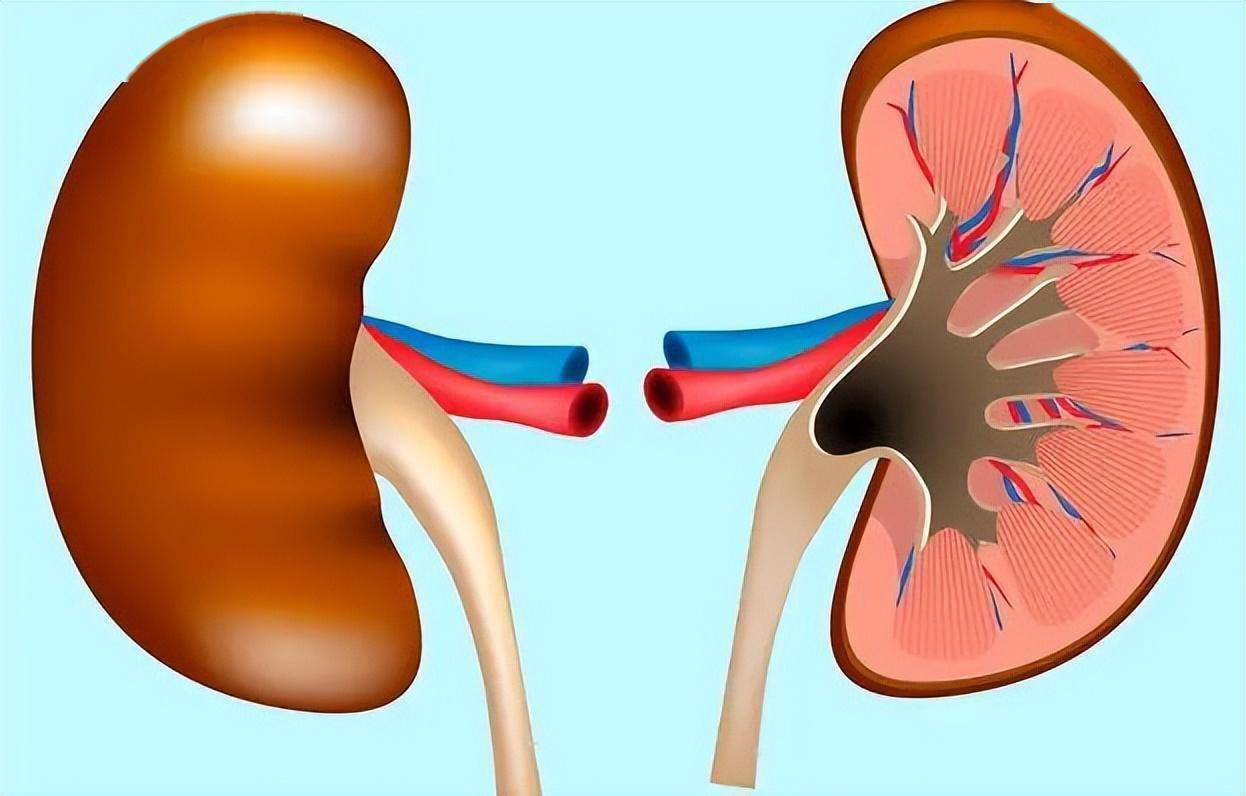 "肾透支"的5个信号,你有吗?