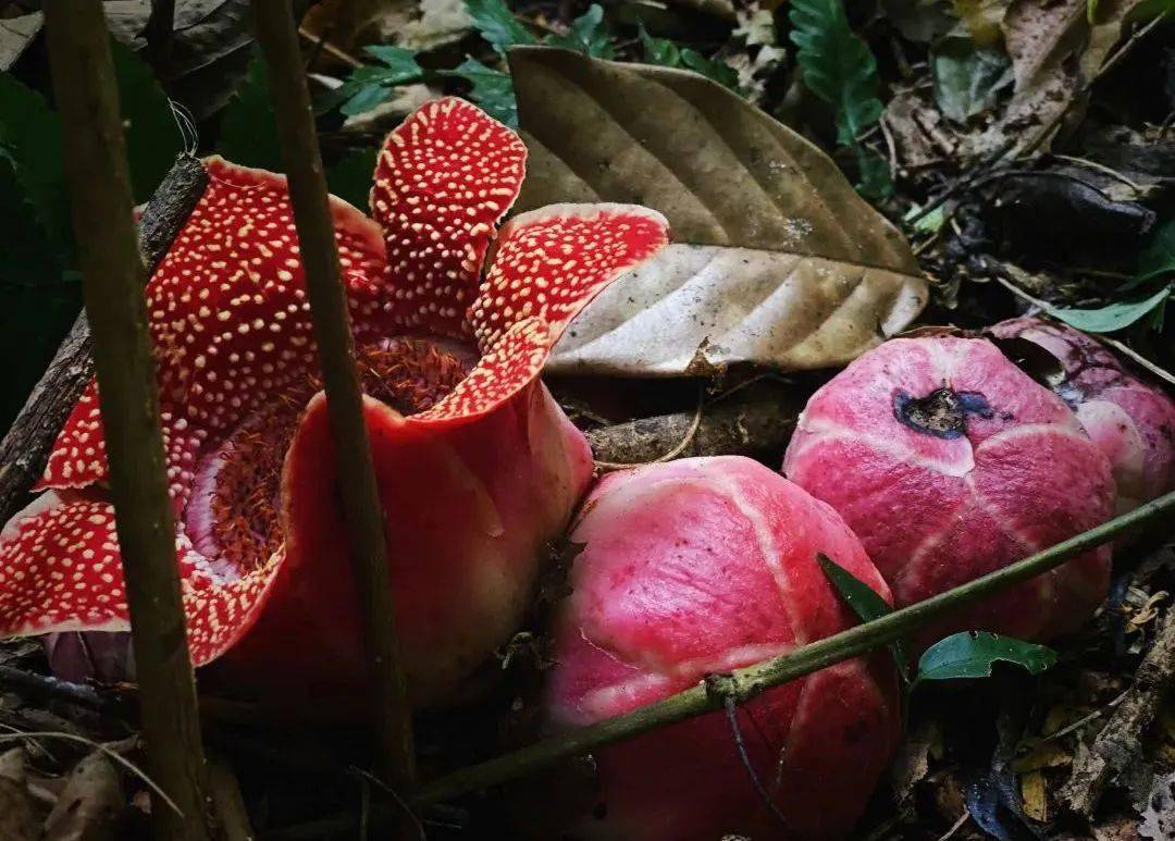 50余朵大王花在勐远仙境雨林穿越途中绽放_花朵_群落_果实
