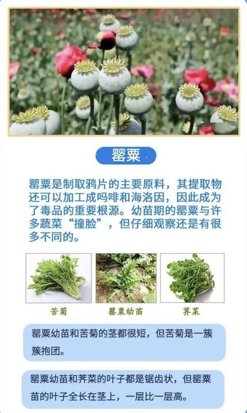 凡非法种植罂粟,大麻等毒品原植物的,不论数量多少,都属违法犯罪行为