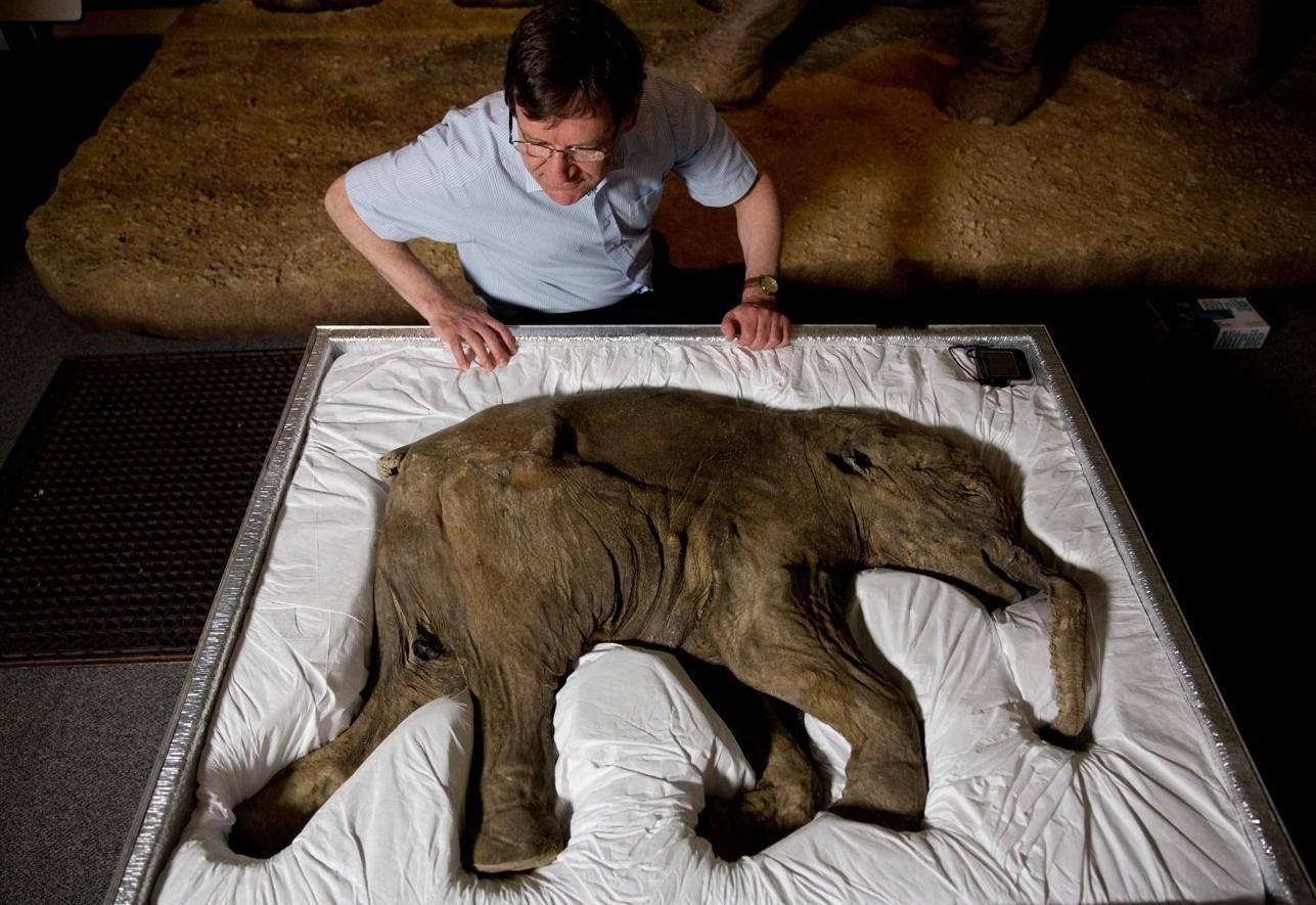 猛犸象木乃伊它保存得十分完整,相比活物只是略显干瘪了一些,价值相当