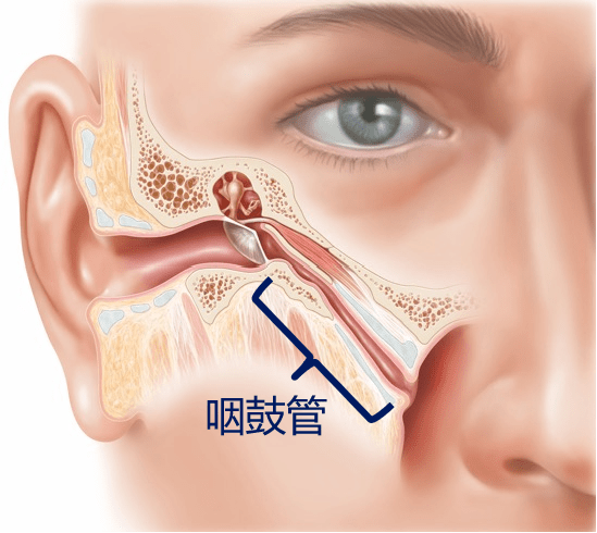 咽鼓管位置图图片