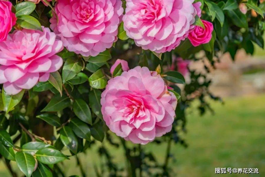 茶花修剪不能剪得太厉害 乱剪来年真没花看 土壤 补充 植株