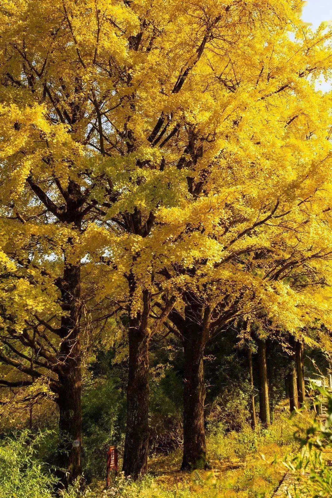 岳阳银杏绝佳赏秋地被央视报道,赶紧坐上天岳大索道去看看吧_天乐
