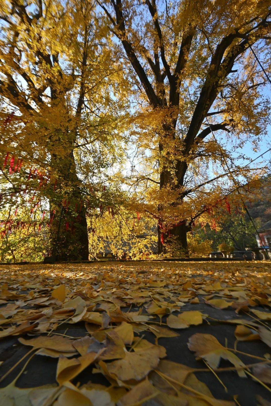 泰山玉泉寺|千年银杏黄满枝,又到最美赏叶时_景区_时节_满目
