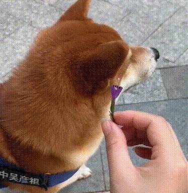 仆人送柴犬花却被一口吃掉：朕的心里毫无颠簸，以至还想再来一朵