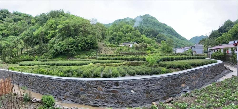 镇安县达仁镇:产业兴旺蹚出群众幸福路_发展_茶叶_蚕桑