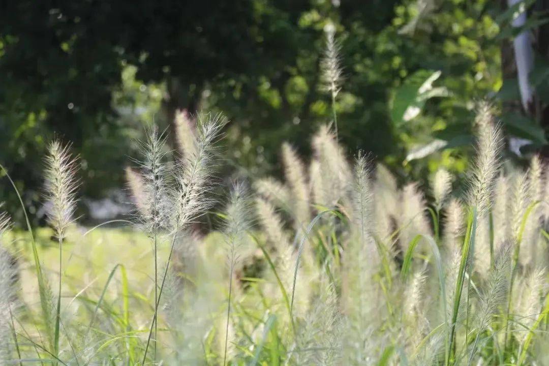 那100件事，是属于SZUer的独家记忆