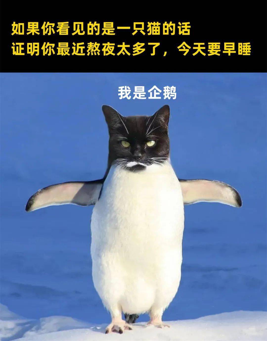 28张猫咪热门梗图,笑到断气哈哈哈哈哈哈_meme_喵君_by