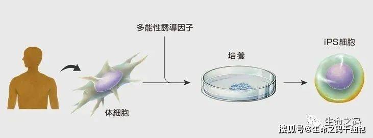 最新！iPSC来源心肌细胞产品临床研究获受理-生命之码_干细胞_诱导_团队