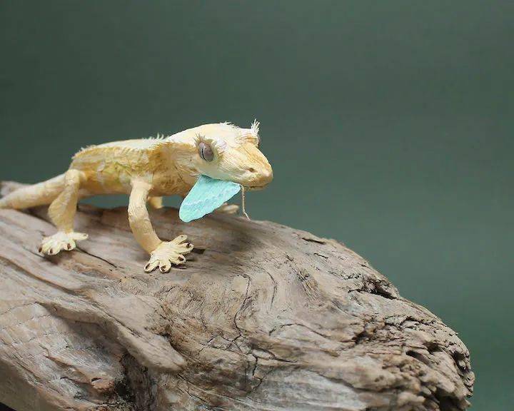 野性美的皱纹纸昆虫_kiinii_蒂娜_app