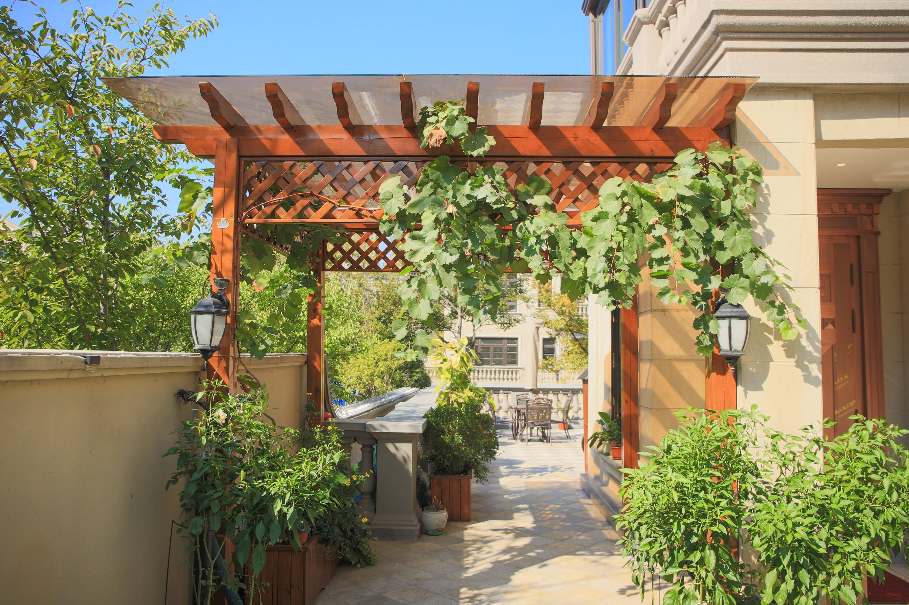 秋天的庭院里,你种的果树结果子了吗?_院子_青涩的果实_枝头